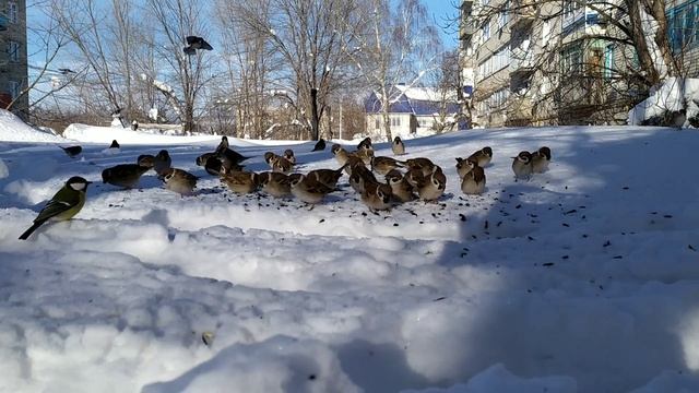 Одна из зимних радостей. Кормление птиц. смотреть онлайн