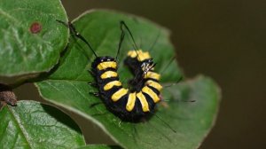 Всеволод Васянин - Превращение гусеницы в бабочку в домашних условиях