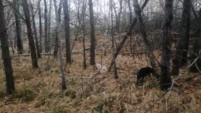 Домкрат из болота,фляги с маслом,тросы,крышка от огромного двигателя.Обследовали большую территорию смотреть онлайн