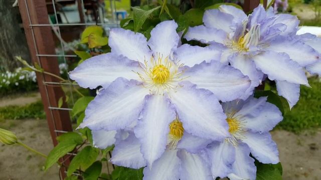 Клематис Тирислунд . Clematis Thyrislund . Английские сорта клематисов . смотреть онлайн