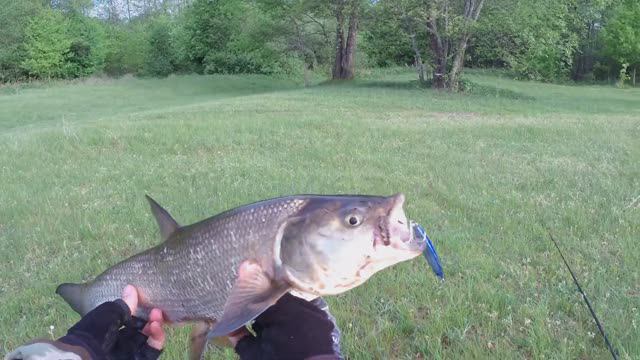 Жерех раним утром. Река Неман