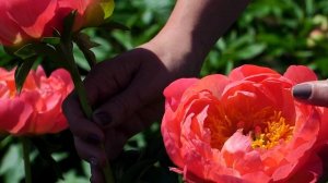 Коралловый пион CORAL SUNSET / Сад Ворошиловой