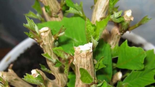 Периоды жизнедеятельности Пуансеттии. Период цветения, период покоя и другие. смотреть онлайн