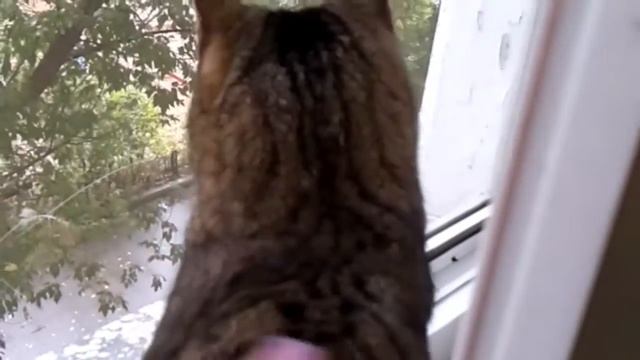 эта белая кофта//ежики//к нам прилетел голубь//мои новые вязанные процессы смотреть онлайн