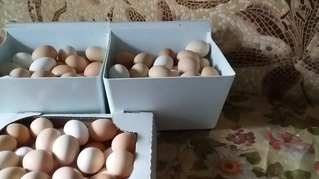 СКОЛЬКО ДЕНЕГ У НАС ОТ ПРОДАЖИ ЯИЦ ЗА НЕДЕЛЮ. смотреть онлайн