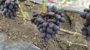 Натали ( Калугин В М) - ранний красивый виноград!