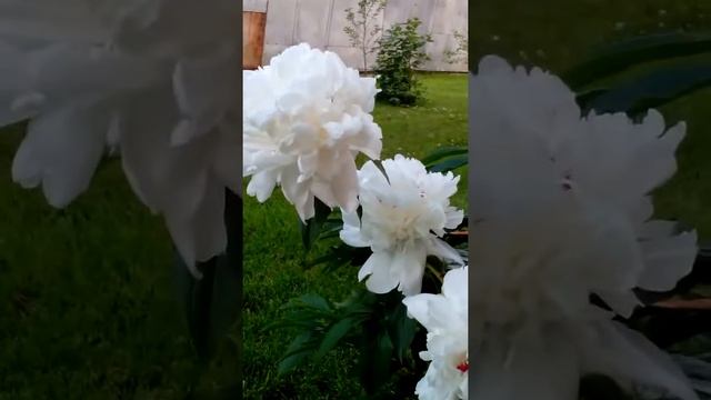 Пион " Фестива Максима" смотреть онлайн