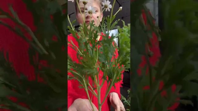 Что же похоже на ромашку?? смотреть онлайн