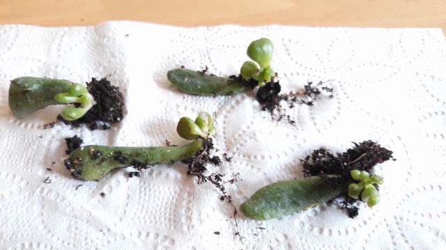 [Step #2] Easy Propagation and grow "Crassula Ovata Gollum!" смотреть онлайн