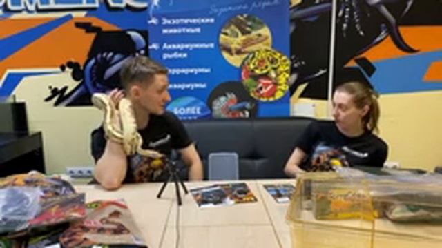 Как ухаживать за королевскими и короткохвостыми питонами? [ЗАПИСЬ СТРИМА] смотреть онлайн