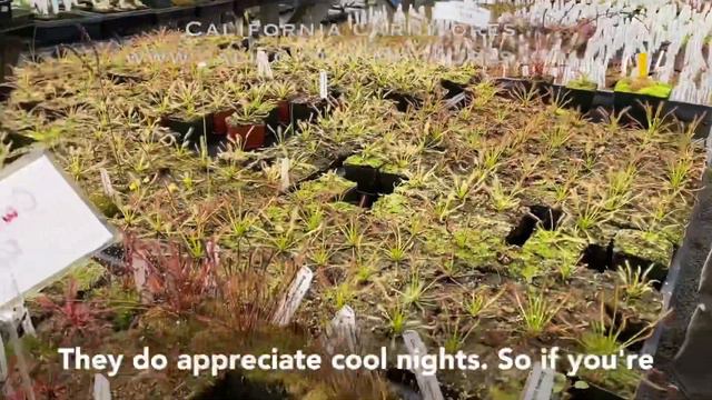 Cape Sundews Carnivorous Houseplants смотреть онлайн