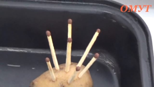 339. АПТЕЧКА ОМУТОВЦА и НЕ ТОЛЬКО... смотреть онлайн