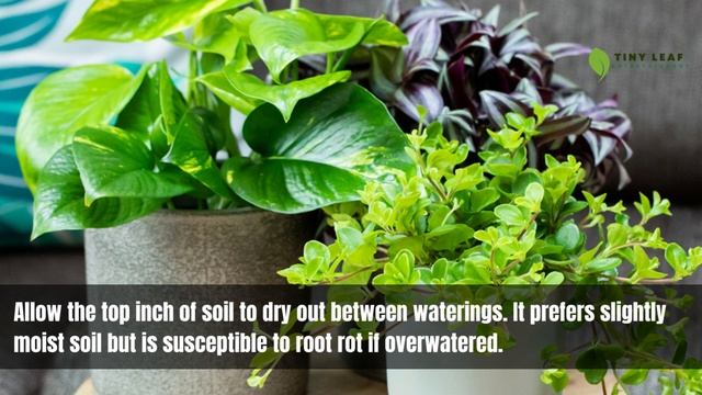 Trailing Jade Plant | Round Leaf Peperomia | Peperomia Rotundifolia