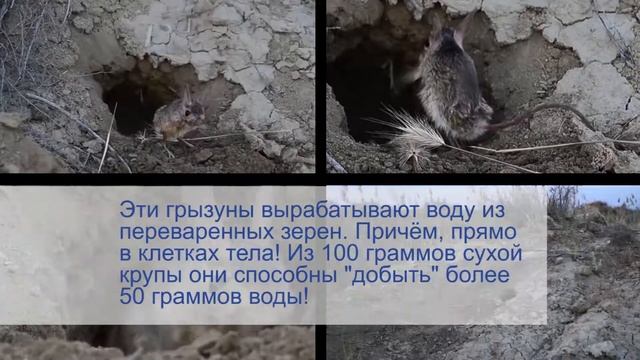 Факт № 12: какое животное никогда не пьет воду? смотреть онлайн