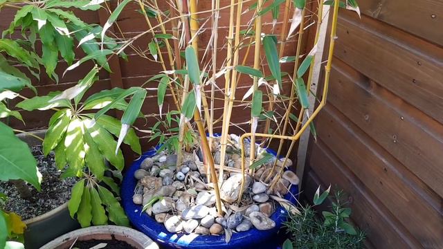 Vlog 30 - Tiny Tropical Garden UK смотреть онлайн