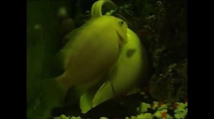 Цихлиды мальки. От икринки до взрослой рыбки.