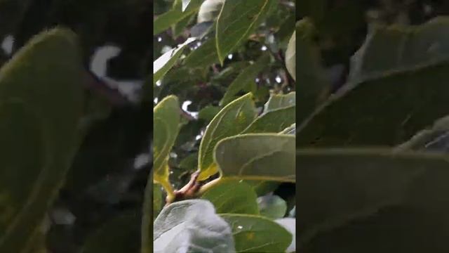 Лоскуты Магнатекс.Шорты для внука.Как растут инжир и хурма,обзор нашего сада. смотреть онлайн