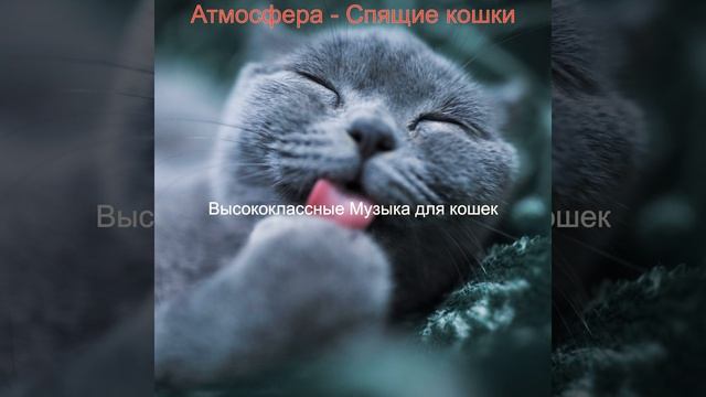 Мечты (Подчеркнутые кошки)