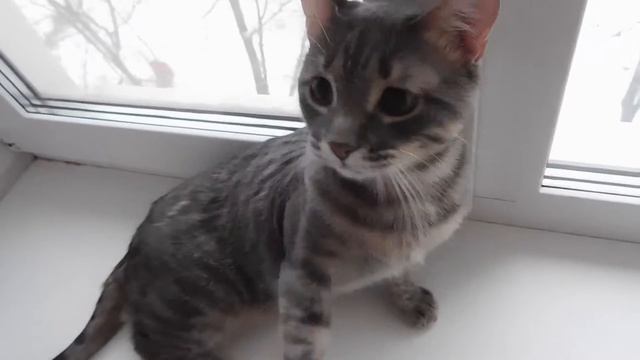 Знакомьтесь! Кот Семен и его подруга Софа. смотреть онлайн