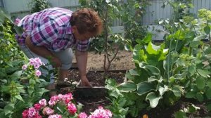 СЕКРЕТЫ ВЫРАЩИВАНИЯ АБРИКОСОВ НА УРАЛЕ И В СИБИРИ