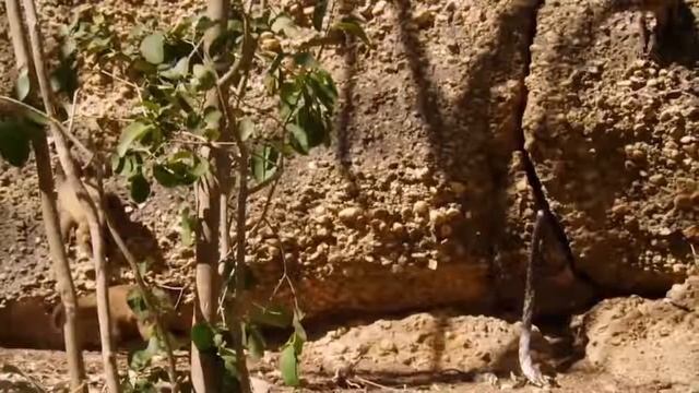 Great! Mother Leopard Hunting Python To Revenge For The Son смотреть онлайн