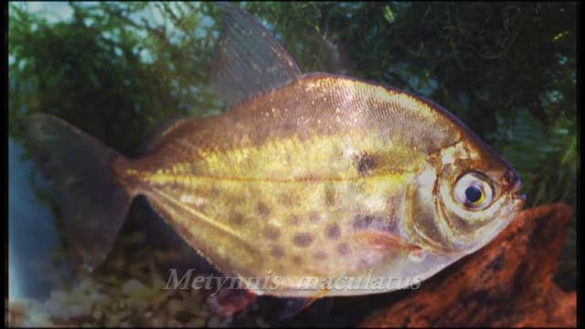 КРАТКИЙ ОБЗОР РЫБ; AQUARIUM FISH REVIEW 2.wmv смотреть онлайн