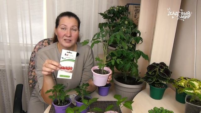 ОГОРОД на подоконнике ЗИМОЙ! Сажаем томаты, перец и зелень смотреть онлайн