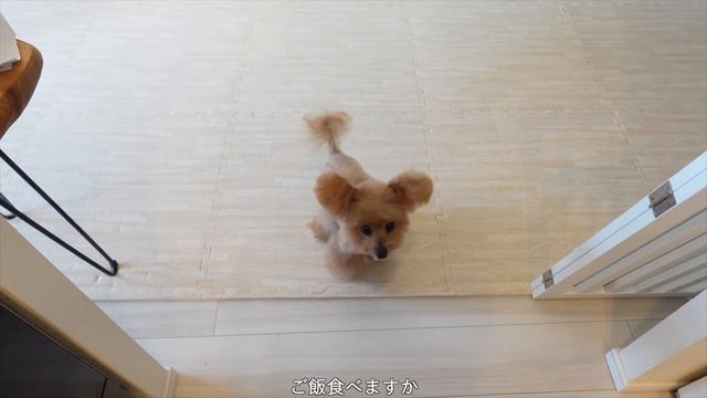 SUB)【Vlog】バタバタな２月⛄️自分時間も大切にしながらバランスをとる✊朝からパンケーキ焼いて🥞仕事して空いた時間でCafe🍵するとある日の日常🌱 смотреть онлайн