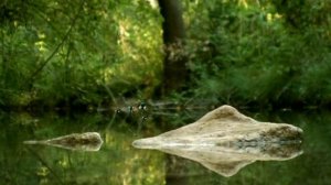 Minuscule - Volume 1 (dvdrip, xvid)