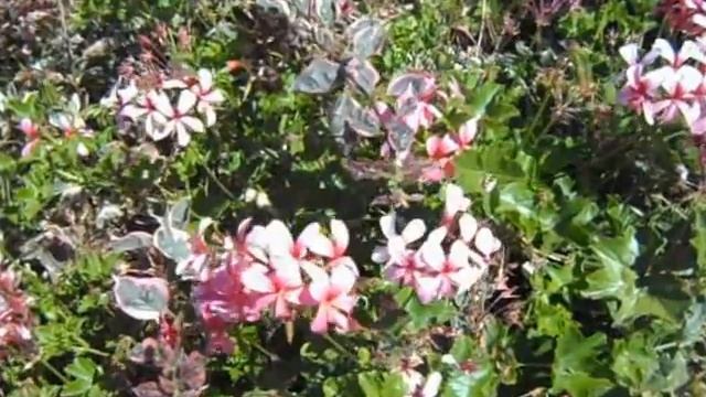Bougainvillea Raspberry Ice And Pink Ivy Geranium