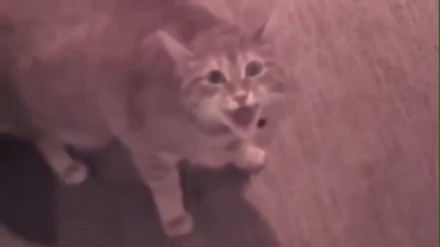 Злые коты | Подборка #1 смотреть онлайн