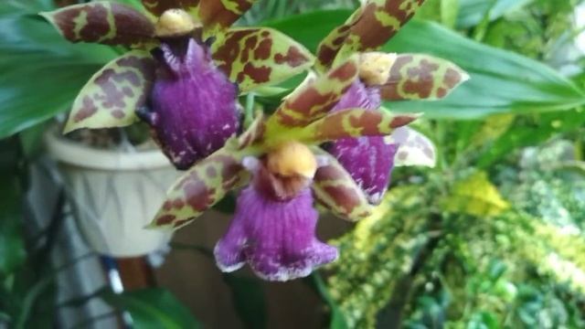 ?ЗИГОПЕТАЛУМ в моём уходе?и как его зацвести?(27.07.2021) смотреть онлайн