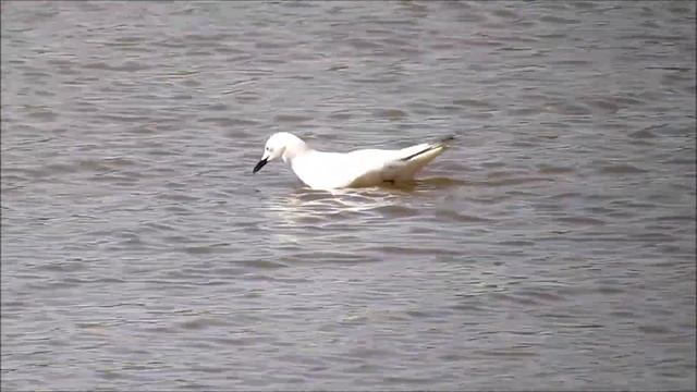 Birds of Isla Cristina (Huelva, Spain - part 3) смотреть онлайн