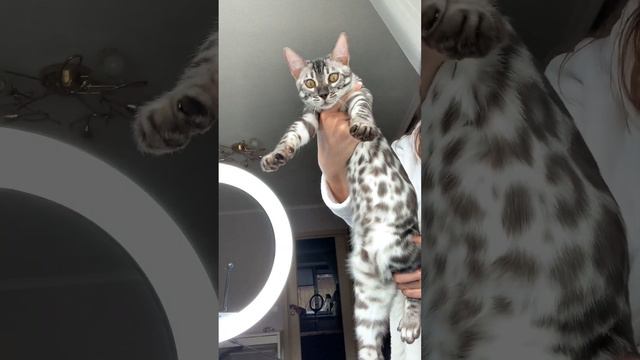 Мальчик. Угольное серебро. 28.04.23. смотреть онлайн