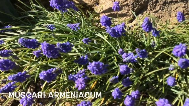 Muscari armeniacum - Garden Center online PGARDENS смотреть онлайн