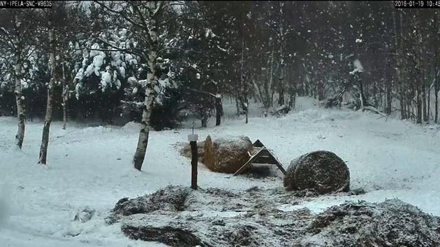 В лесу 2016 01 19 11 45 смотреть онлайн