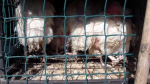 Куры  немецкой породы ЛОМАН -- мечта дачника