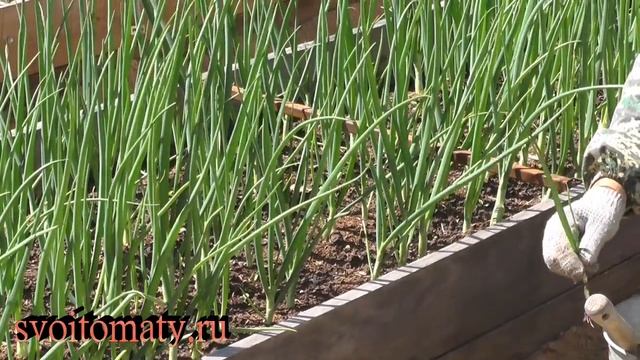 Озимый лук: прореживание смотреть онлайн