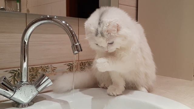 Любимая кошка/ Снежка пьёт воду из крана смотреть онлайн