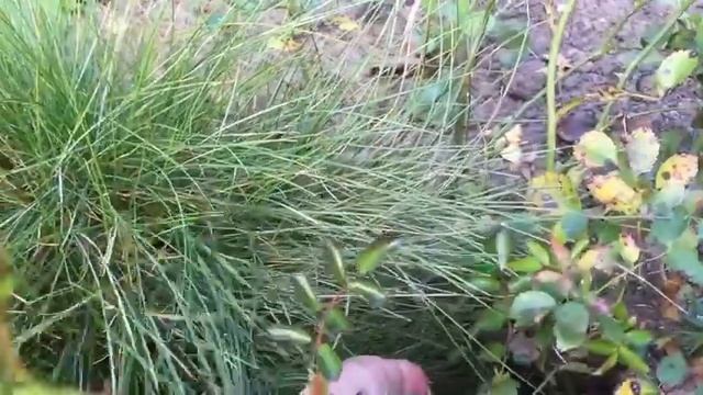 Загородная жизнь. Плетистая роза осенью. смотреть онлайн