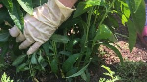 Грибковые болезни флоксов. Лечение. Борьба с жёлтыми листьями.