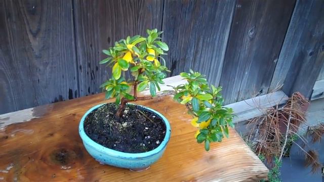 making of a shohin Azalea Bonsai One Year later.mp4 смотреть онлайн