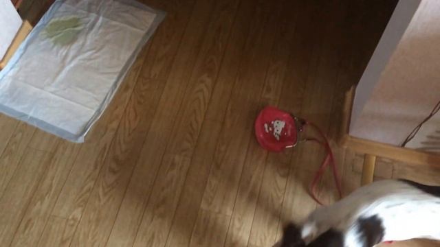 ЩЕНОК.ТУАЛЕТ МОЕЙ СОБАКИ. смотреть онлайн