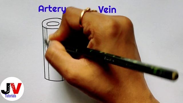 blood vessels diagram|how to draw blood vessels|how to draw artery and vein смотреть онлайн