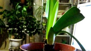 Гиппеаструм  уход