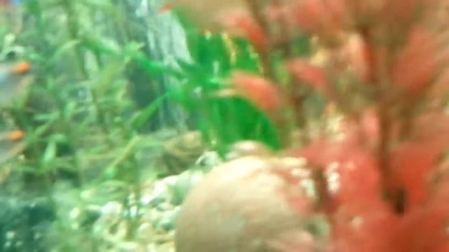 Эритрозонус VID 20140701 155001 смотреть онлайн