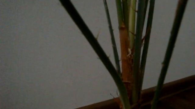 Пальма из семян. Что выросло? смотреть онлайн