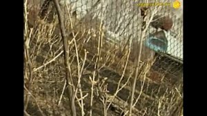 Обрезка кустарников и облепихи весной