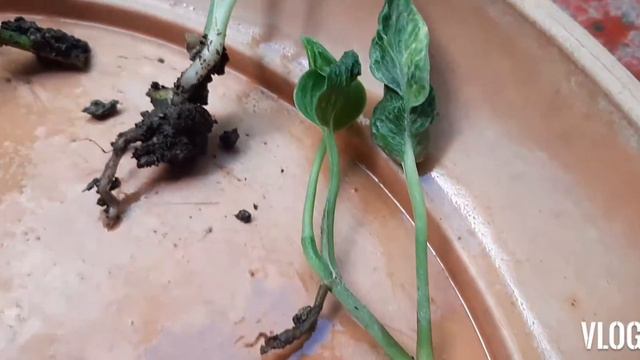 Sleeping Pothos Propagation Update & Post Care | Shangri-La Pothos