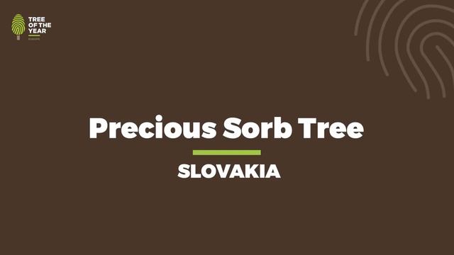 Результаты конкурса «Европейское дерево 2020 года» смотреть онлайн